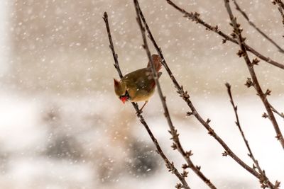 Close-up of frozen bird during winter