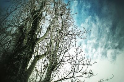 Low angle view of bare tree against sky