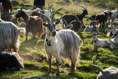 Hairy horned goats at farm