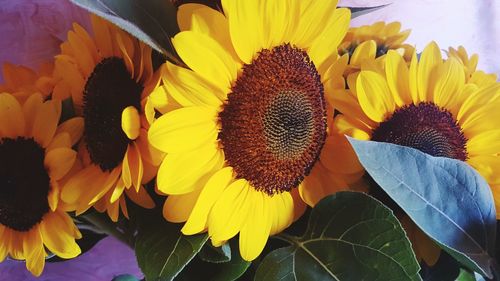 Close-up of sunflowers blooming outdoors