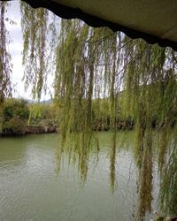 Scenic view of lake in forest