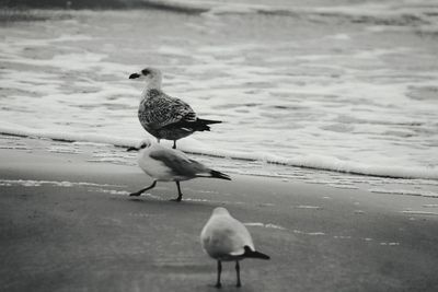 Seagull perching on a beach