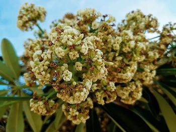 Close-up of flowering plant