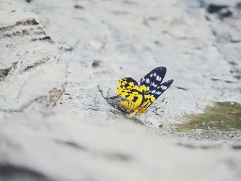 Close-up of butterfly on rock