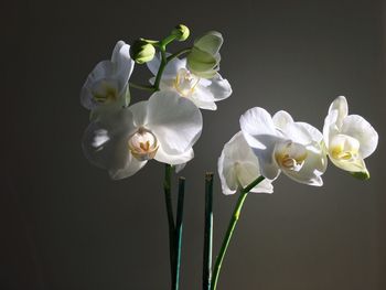 Close-up of white flowers against black background