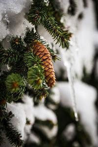 Close-up of snow on tree during winter