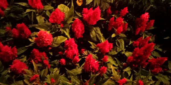 Full frame shot of red flowering plants