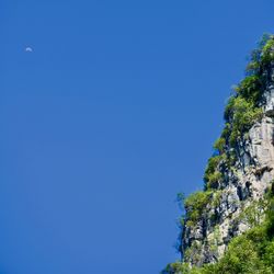 Low angle view of trees against clear blue sky