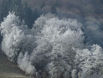 View of pine trees in forest during winter