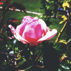 Close-up of pink rose