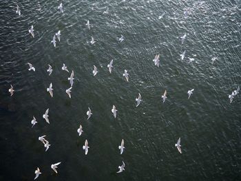 High angle view of birds flying over water