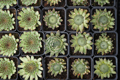 Full frame shot of potted plants