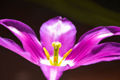 Close-up of pink flower blooming outdoors