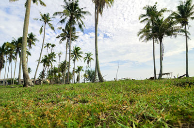 Scenic view of palm trees on field against sky