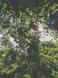 Low angle view of sunlight streaming through tree