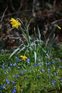 Close-up of crocus flowers blooming on field