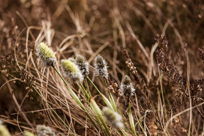 A beautiful cotton grass in a swamp in early spring