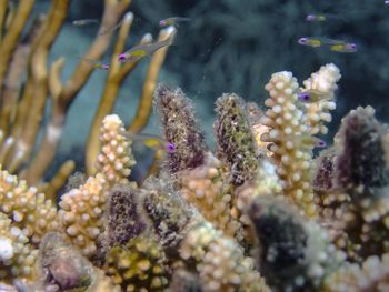 Red eye goby 