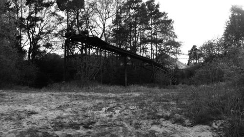 Bare trees in the park