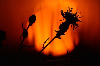 Close-up of silhouette plant against orange sky