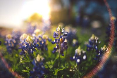 Close-up of flower against blurred background