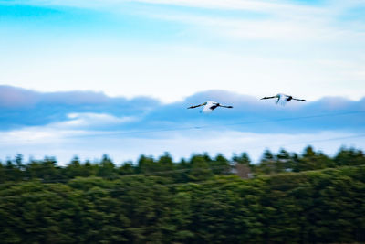 Low angle view of birds flying in sky