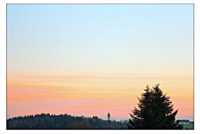 Silhouette of trees at sunset