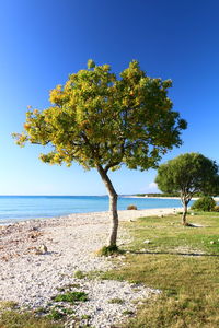 Low angle view of tree against clear blue sky