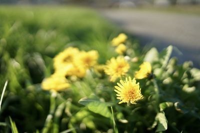 Close-up of yellow flowering plant