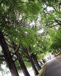 Road amidst trees against sky