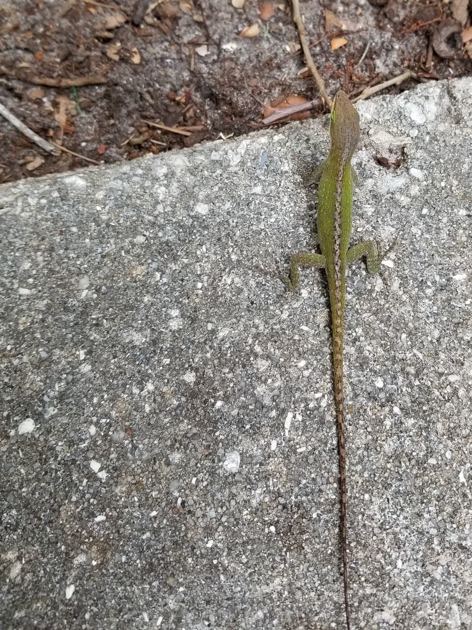 HIGH ANGLE VIEW OF A LIZARD