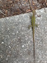 High angle view of lizard on rock