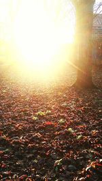 Sun shining through trees on field