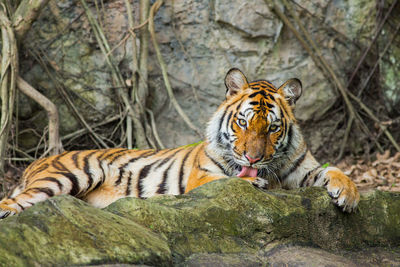 Cat relaxing on rock in zoo