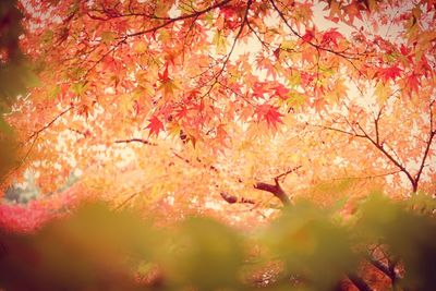 Close-up of maple tree during autumn