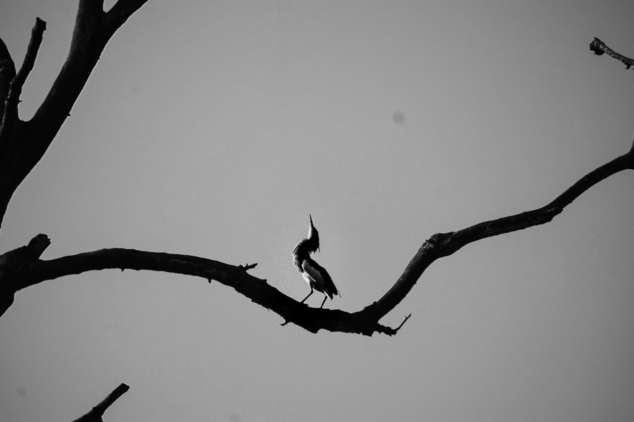 branch, silhouette, animal, animal themes, tree, animal wildlife, wildlife, bird, black and white, nature, black, monochrome photography, twig, sky, monochrome, one animal, no people, perching, bare tree, plant, outdoors, low angle view, flower