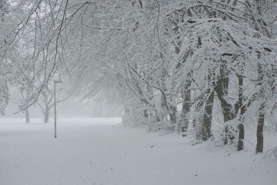 Bare trees on snow covered land