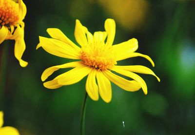 Close-up of yellow flowering plant