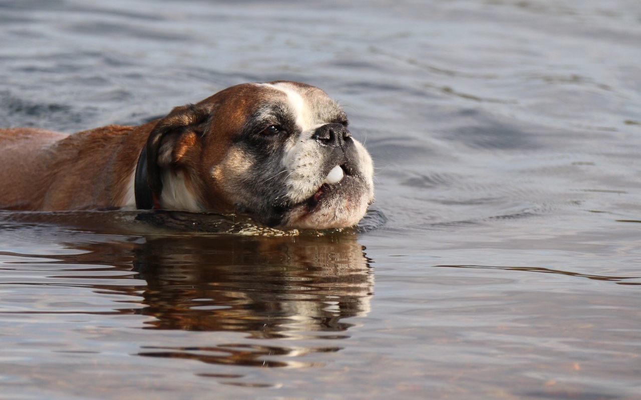 dog, animal themes, pets, water, one animal, mammal, domestic animals, waterfront, wet, animal head, rippled, lake, no people, reflection, day, zoology, outdoors, looking away, brown, focus on foreground