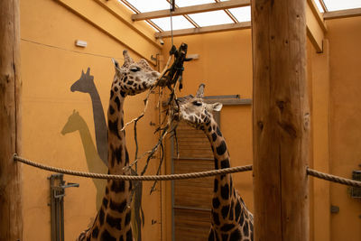 View of giraffe in zoo