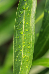 Close-up of wet leaf