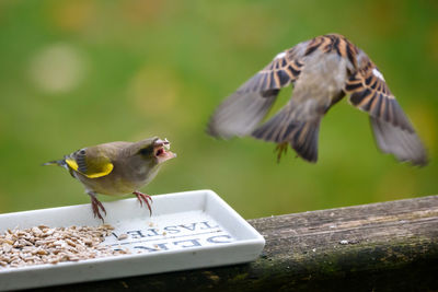 Bird perching on a feeder