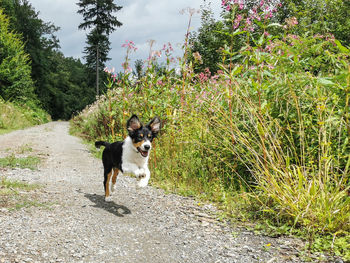 Portrait of a dog on road