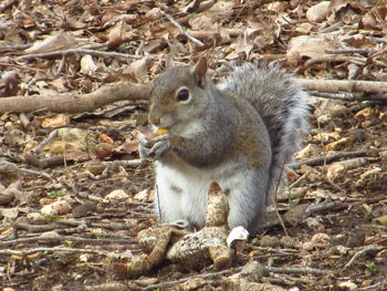 Close-up of squirrel sitting