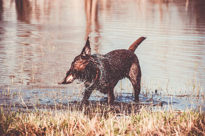 View of a dog on lakeshore