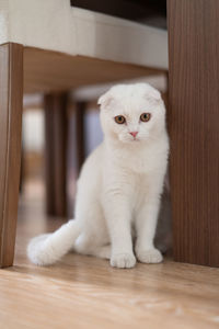 Portrait of white cat sitting on wood