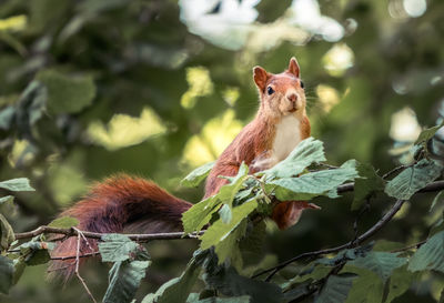 Squirrel on tree