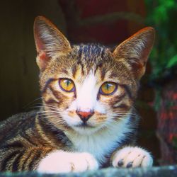 Close-up portrait of cat