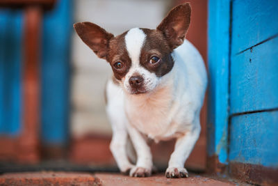 Chihuahua puppy, little dog near house porch. cute small doggy on grass. short haired chihuahua