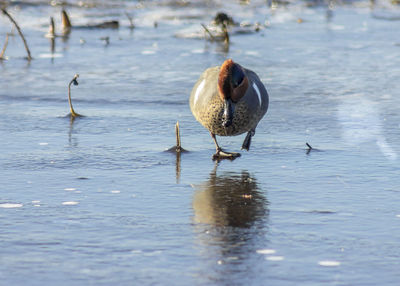 Birds in a lake